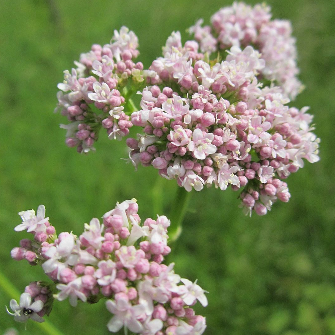 Ask The Pharmacist Can Valerian Root Cause Vivid Dreams Plant 