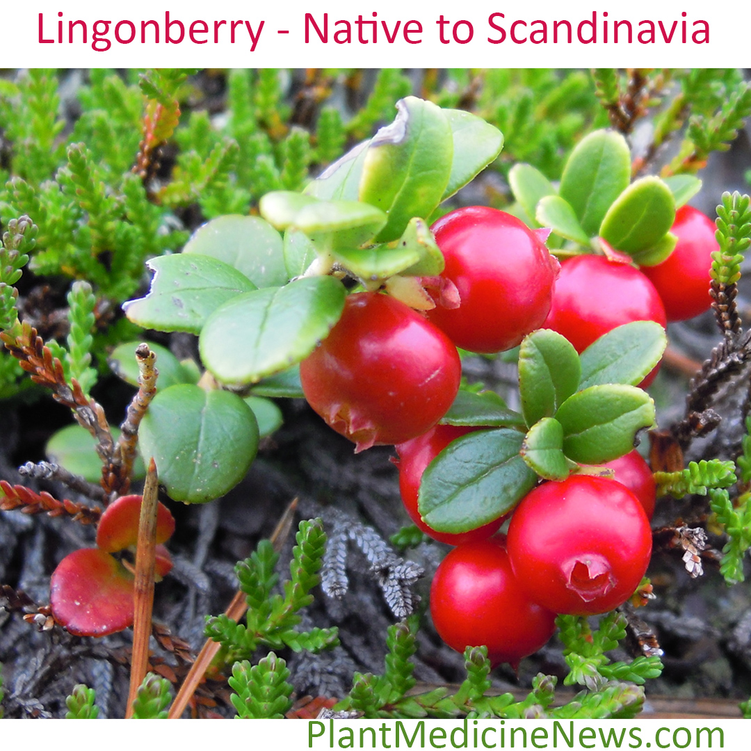 Lingonberry and other Scandinavian berries tested in human patients for