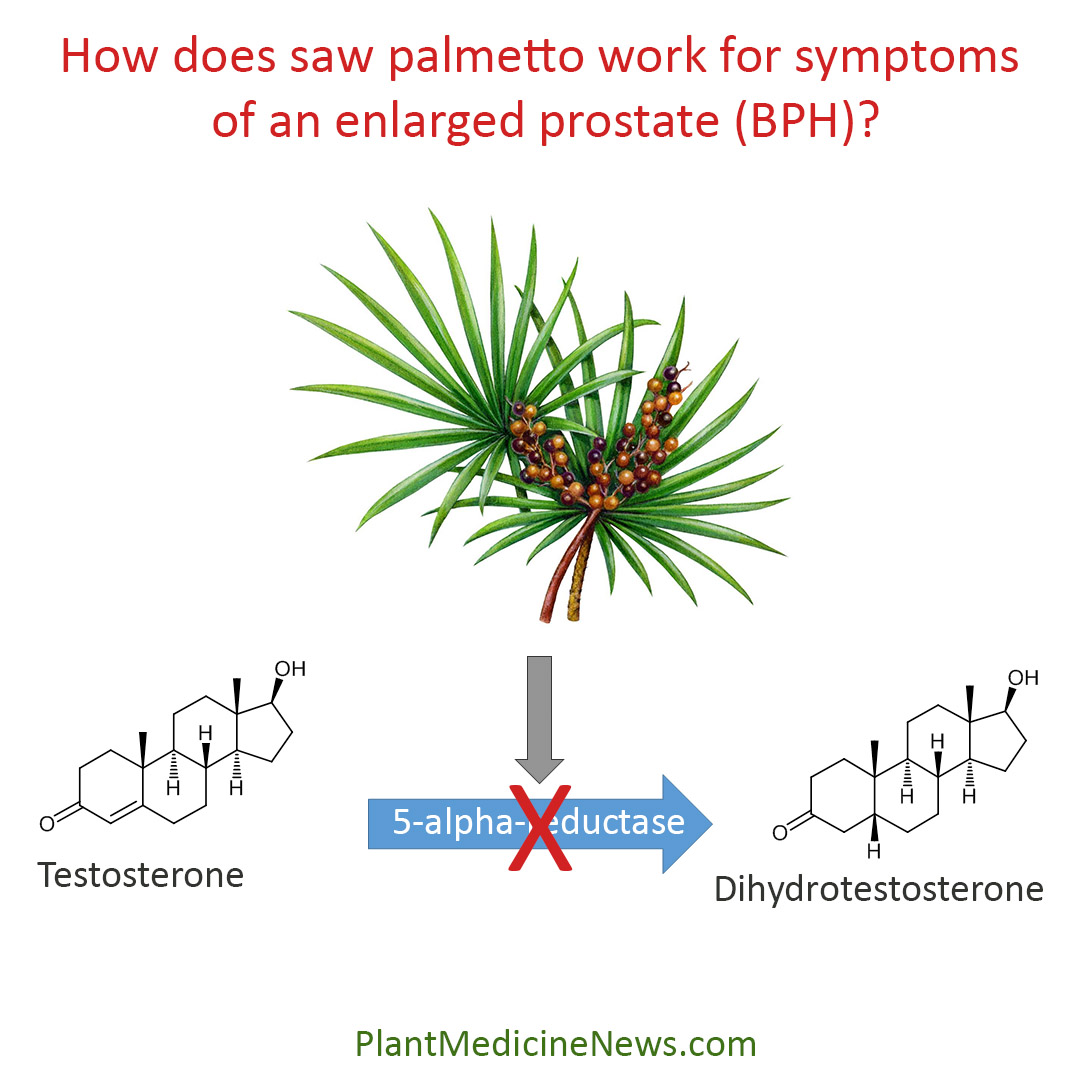 How does saw palmetto work for enlarged prostate or benign prostatic