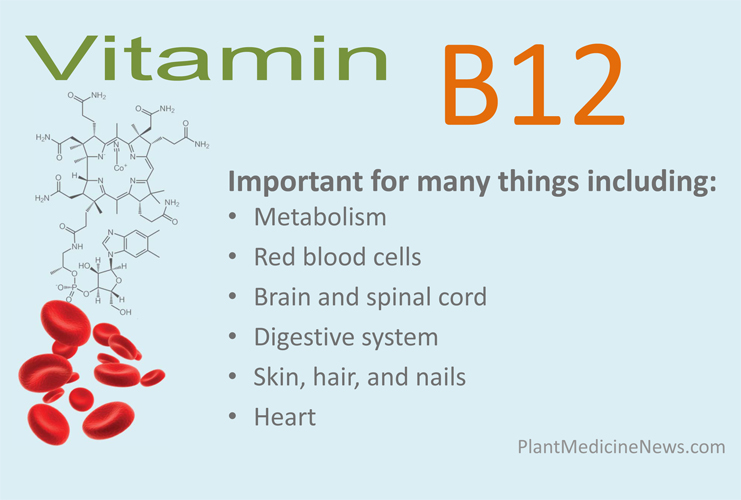 Are Pregnant Women Getting Enough Vitamin B12? - Plant Medicine News