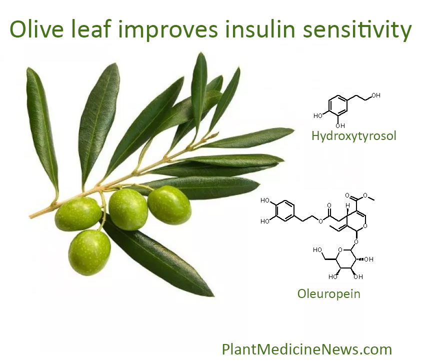 olive leaf insulin diabetes oleuropein hydroxytyrosol Plant Medicine News